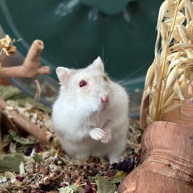 hamsterofthe's tweet image. 📅 24th February 2024
🏷️ Instagram/nicoles_hamfam
💕 #animaloftheday