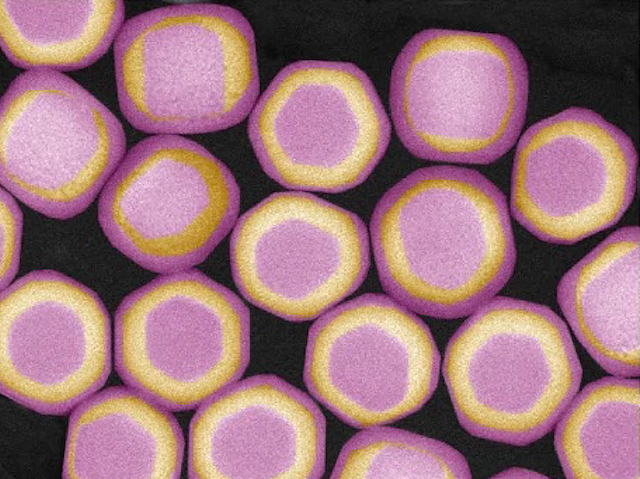 BPoD_s's tweet image. New #nanostructure with adjustable #XRAY-excitable persistent luminescence – potential applications such as in biomedical #imaging. Image &amp;amp; research by Lei Lei &amp;amp; Minghao Yi et al @CJLU_China in @NatureComms. On bpod.org.uk/archive/2024/2…