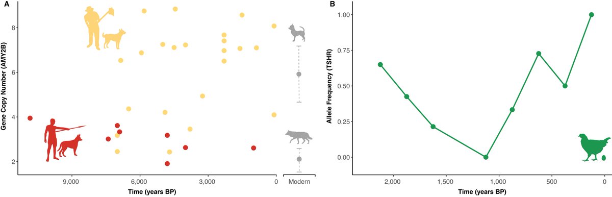 Lachie Scarsbrook tweet media