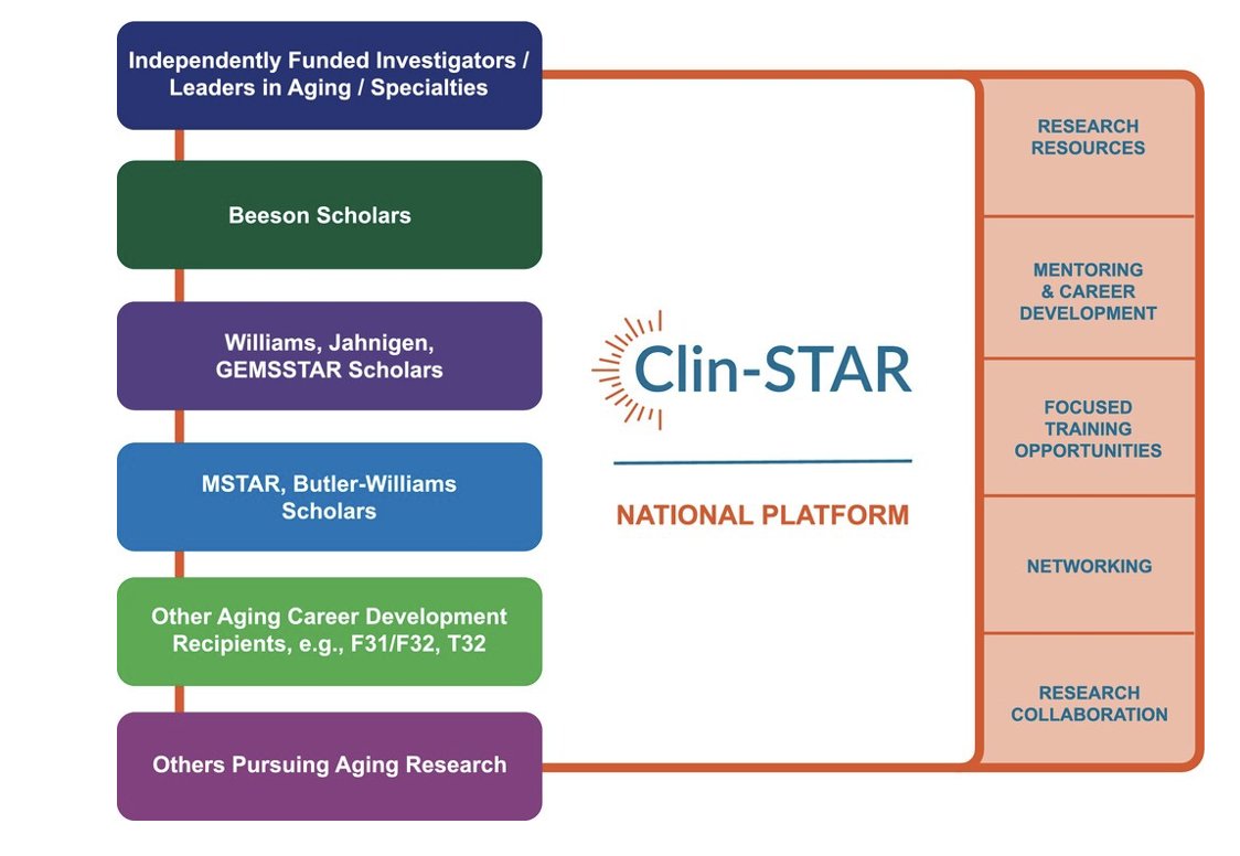 Clin-STAR supports a spectrum of specialty clinician–scientists focused on aging research (e.g. physicians, nurses, therapists, social workers, etc), spanning various training backgrounds and career stages, from trainees through established investigators.