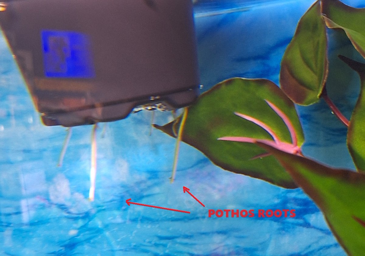 BigAlsInnes's tweet photo. It doesn't take long for the pothos to start using up what it can find in the tank. After only a week, the roots have stretched out over an inch now. Pothos is a great, natural nitrate sponge. https://t.co/yKjlXWE5wM