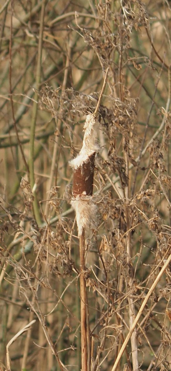 Limnaecia phragmitella Bulrush Down Moth - on Bulrush at Lynford Arboretum