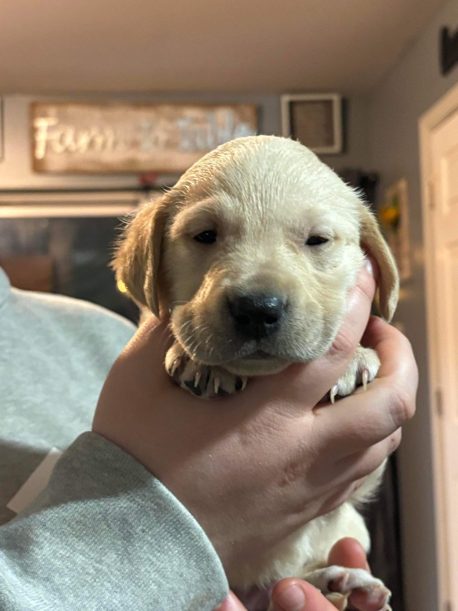 MORSAMBULATIO's tweet photo. ( ooc. ) 

meet my new pupper, ( cpt. ) luke price. 🐾💘 new addition to my new home and family 🥰 I’ll share pics of my place soon — I’ve been moving in and adjusting a lot hence my inactivity. I hope everyone has been doing well 🙏 I hope to be back and active soon! https://t.co/mJpHtcGNyq