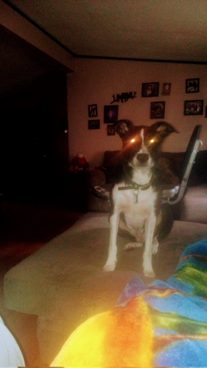 StevenHecker7's tweet photo. Bandit got too much second hand smoke demon dog 😂 https://t.co/r3rAFhw01g
