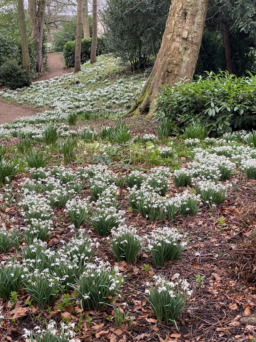 MacaronsDes's tweet photo. The most beautiful Snowdrop Walk this morning at Lamport Hall - this surely must be one of the best Snowdrop years. #snowdrops #GardeningX #snowdrop https://t.co/c3W2qcJ4XS