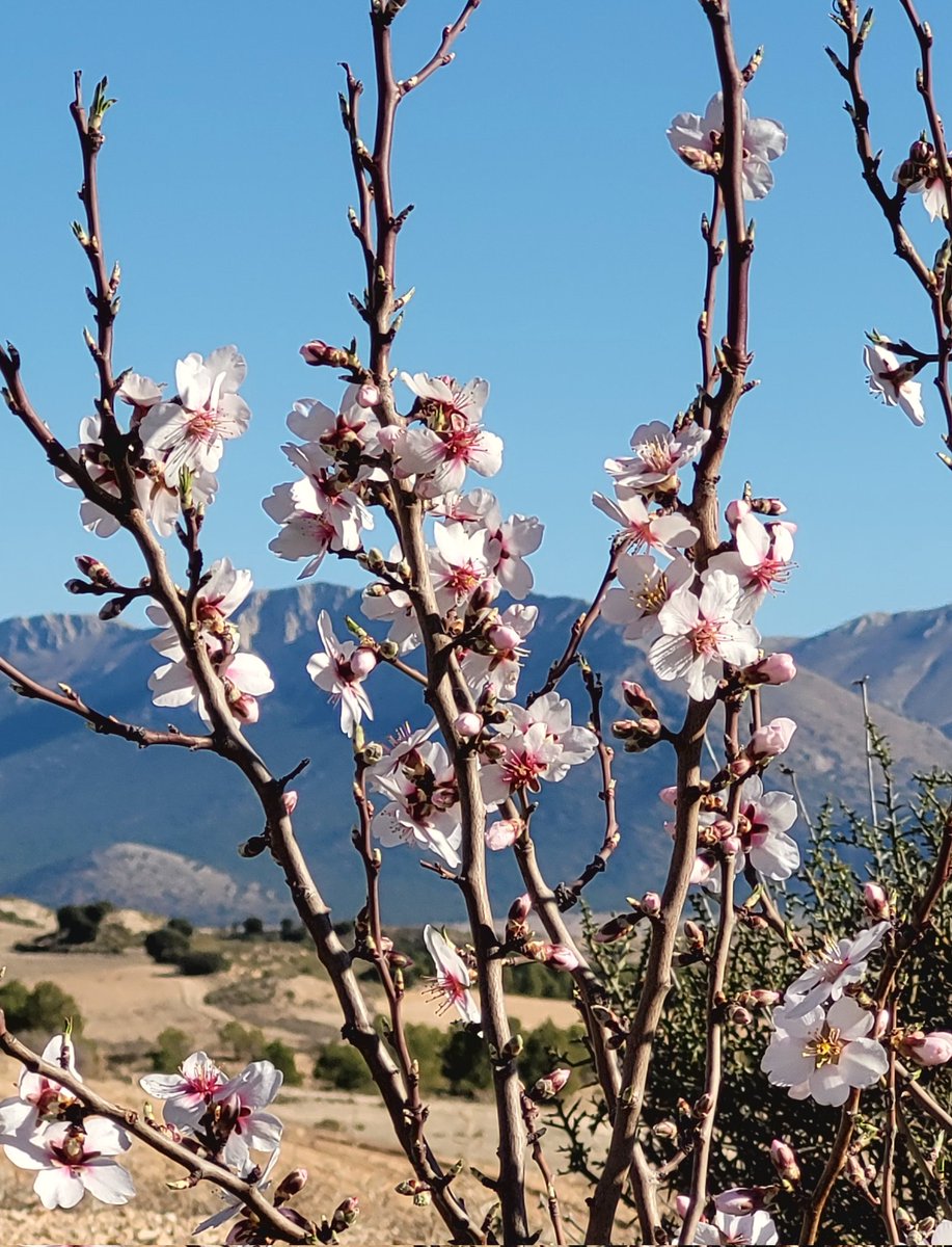 Almond blossom, blue sky, a mountain backdrop, and a temperature of 16⁰C, this is February in Northeastern Granada