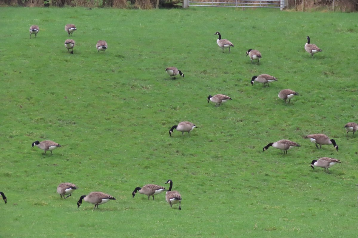 Jackhaye's tweet photo. Endon to Hazlehurst Junction via canal : 1 Curlew back on valley pasture, 1 obliging  Goosander, 305 Canada Geese, c80 Siskin and 1 Green Woodpecker. @Staffsbirdnews https://t.co/bLgaZhisbB