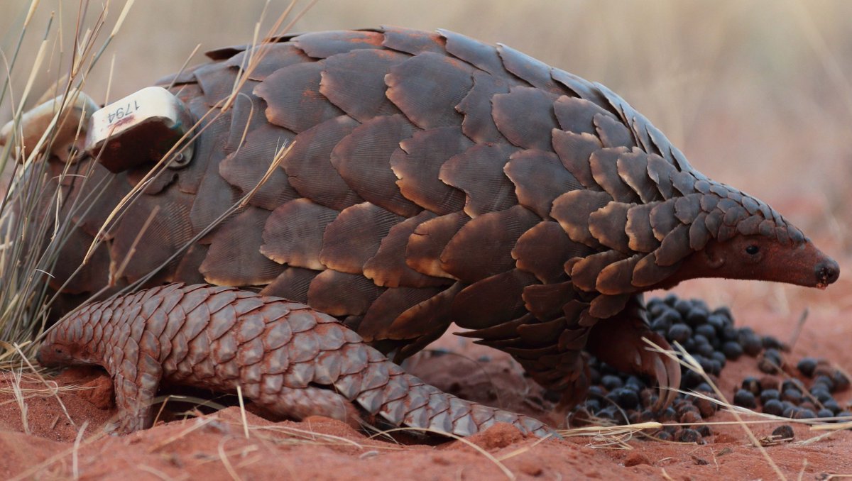 Interested to know more about the value of long-term studies on shy, elusive mammals like pangolins? Read our latest blog: l8r.it/8jEi #Tswalu #TswaluFoundation #WorldPangolinDay #PangolinConservation #PangolinResearch #Wildlife #Nature