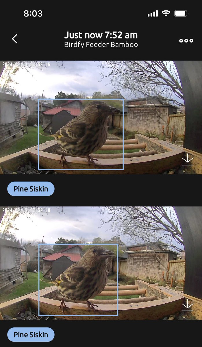 My <a href="/BirdfybyNetvue/">Birdfy by Netvue</a> feeder gets better bird pics than I do 😅