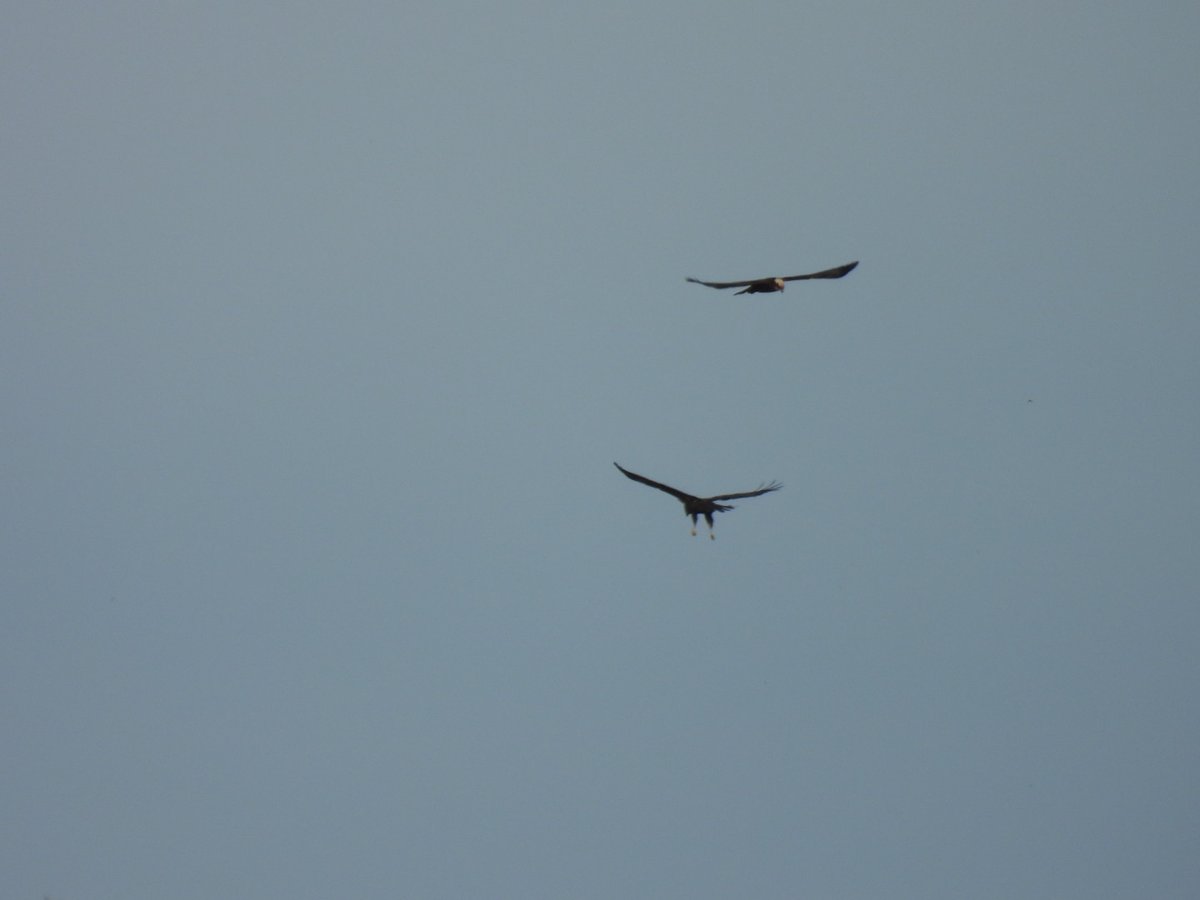 L8WFC81's tweet photo. Morning walk between Burton Marshes and Parkgate. 5 Marsh Harrier, 2 in display. Little Owl, multiple GWE, Pair of Merlin. Plenty of Curlew, Redshank, Oystercatcher,  Little Egret, Wigeon and a few Cetti Warbler and Chiffchaff https://t.co/oTdsJchaoX