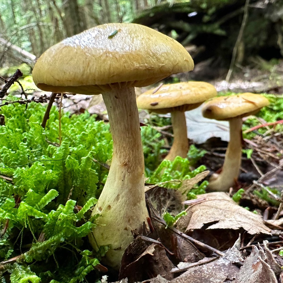 ONE, two, three, ONE, two, three...
Me and who wants to dance?

#MushroomOfTheDay