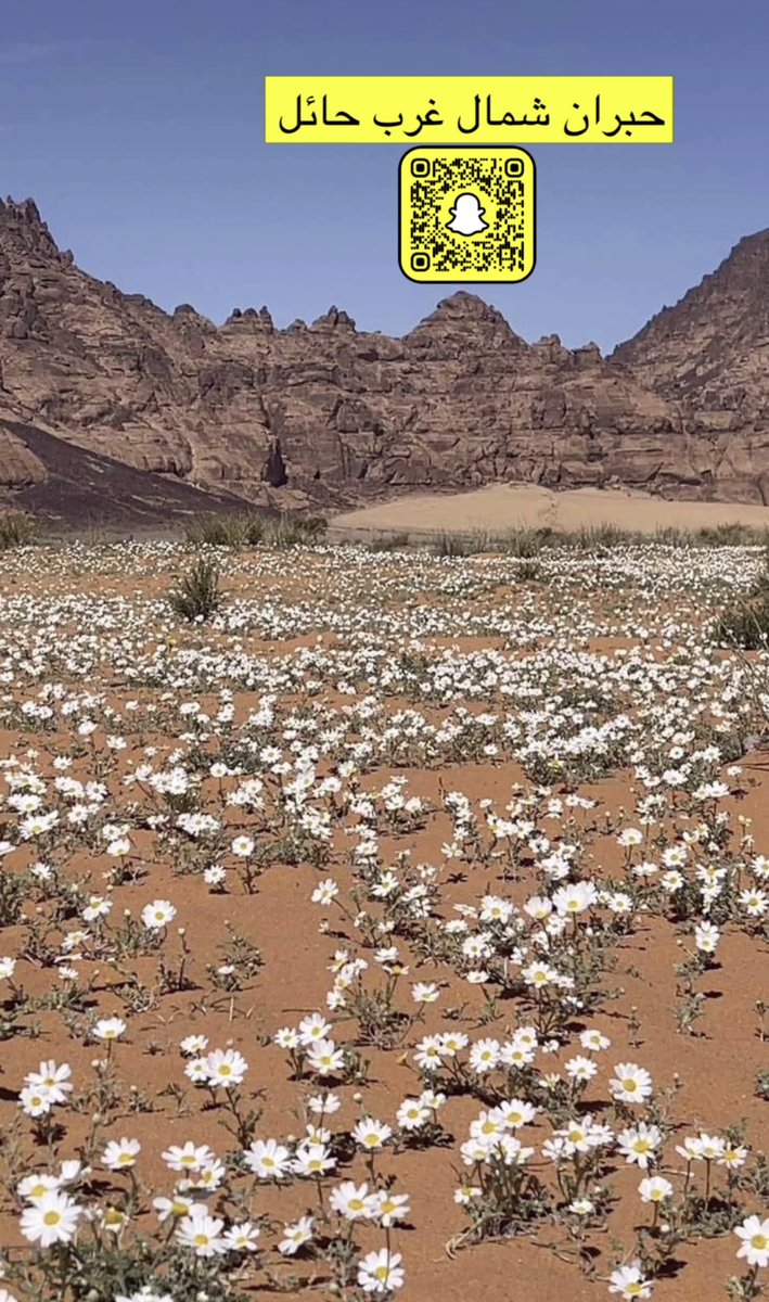 عبدالله محمد الحربي tweet media