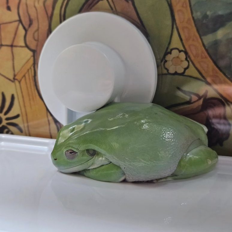 frogofthe's tweet image. 📅 18th February 2024
🏷️  Instagram/fr0_g.bread
💕 #animaloftheday