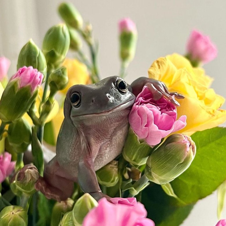frogofthe's tweet image. 📅 19th February 2024
🐸  Pepe
🏷️  Instagram/patoxfrogs
💕 #animaloftheday