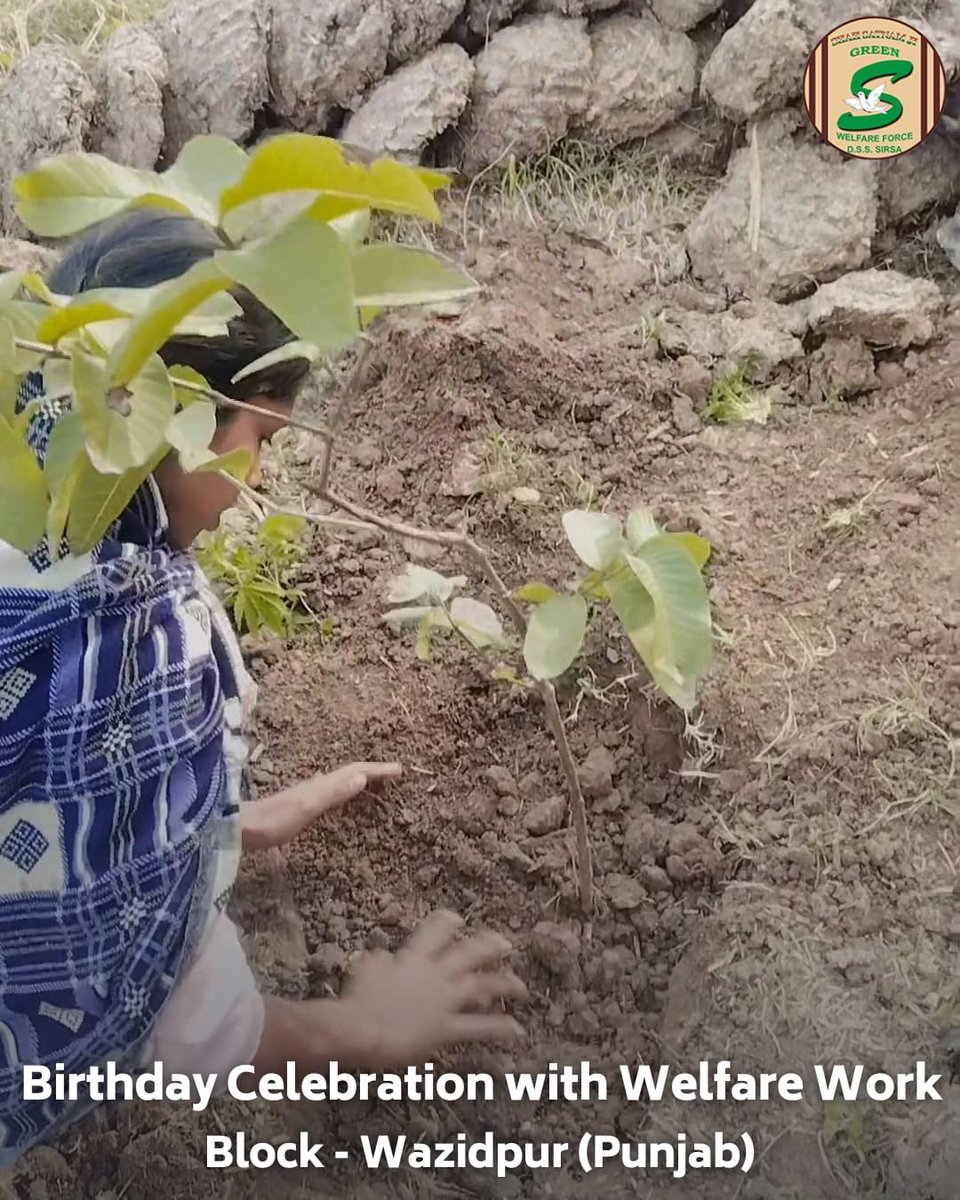 GreenSwelfares's tweet photo. In a heartfelt birthday celebration, Shah Satnam Ji Green 'S' Welfare Force Wing volunteers spreading joy and hope by distributing food items and stationary to needy kids, alongside planting trees for a cleaner environment. Their actions embody the true spirit of celebration - a day marked by welfare and love for the planet. #BirthdayWithAPurpose #FoodBank #DeraSachaSauda