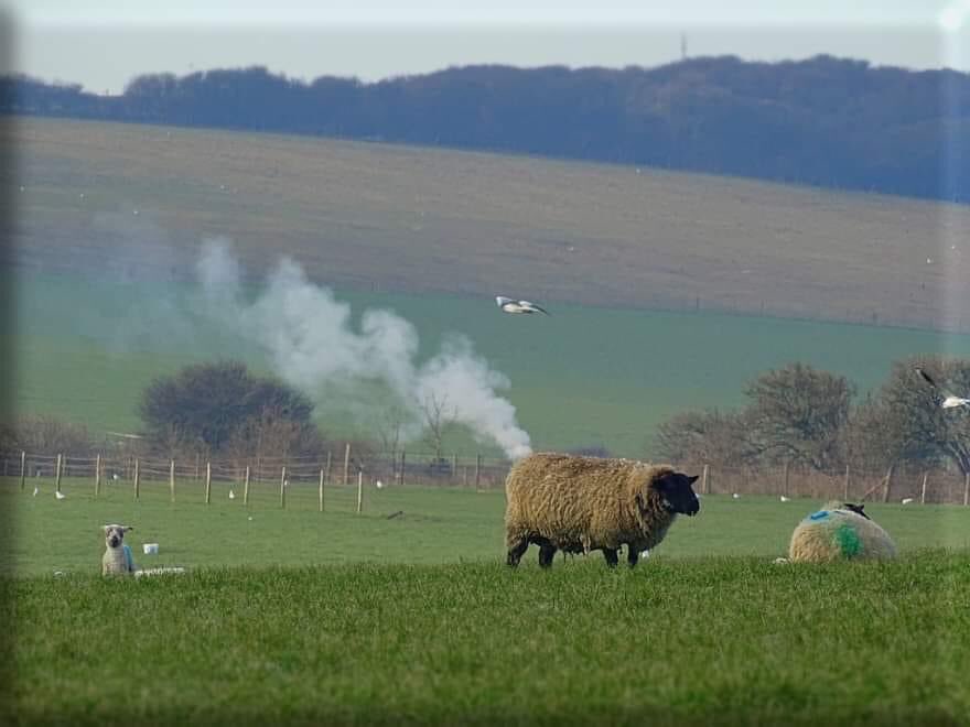 Estate Manager (@estatemanager9) on Twitter photo One of the last coal-powered #sheep .
Most sheep are all electric now.😂<a href="/FarmingUK/">FarmingUK</a> <a href="/FarmersWeekly/">Farmers Weekly</a> <a href="/SouthWestFarmer/">South West Farmer</a> <a href="/natsheep/">National Sheep Association</a> <a href="/BBCCountryfile/">BBC Countryfile</a> #HappySaturday <a href="/SouthWestAreaYF/">South West Area YFC</a> <a href="/middevonshow/">Mid Devon Show 🐓🌾🚜☀️</a> One of the last coal-powered #sheep .
Most sheep are all electric now.😂<a href="/FarmingUK/">FarmingUK</a> <a href="/FarmersWeekly/">Farmers Weekly</a> <a href="/SouthWestFarmer/">South West Farmer</a> <a href="/natsheep/">National Sheep Association</a> <a href="/BBCCountryfile/">BBC Countryfile</a> #HappySaturday <a href="/SouthWestAreaYF/">South West Area YFC</a> <a href="/middevonshow/">Mid Devon Show 🐓🌾🚜☀️</a>
