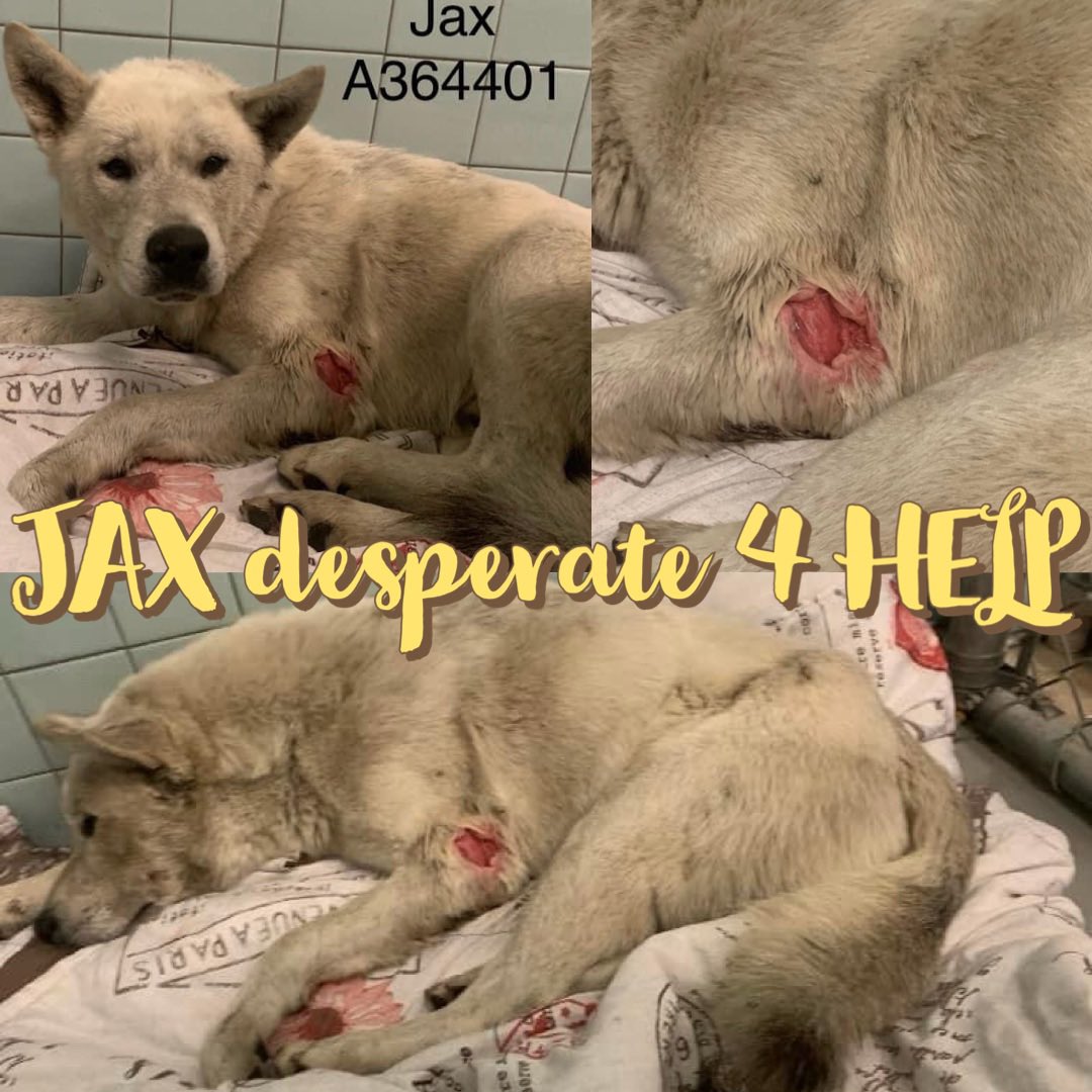 RoCoGB's tweet photo. 🚨ATTACKED BY DOGS
Needs #RESCUE
🔥or DIES 2/19🔥
🆘JAX 5yr SIBERIAN HUSKY
#A364401
#CorpusChristi AC #Tx
He’s miserable AFRAID & SCARED
BLEEDING WOUNDS: Face Ear Rear Limb
INFECTED swollen limb
Broken tooth
Debris in fur matted & greasy all suggestive of🥊
Plz HELP JAX #Pledge 4 #Rescue