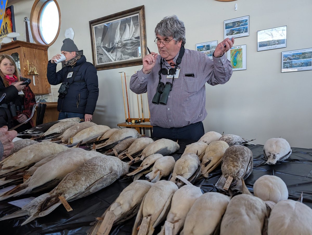 Doug Stotz (<a href="/warblerchips/">Douglas Stotz</a>) with a gull specimen collection from the Field Museum.
