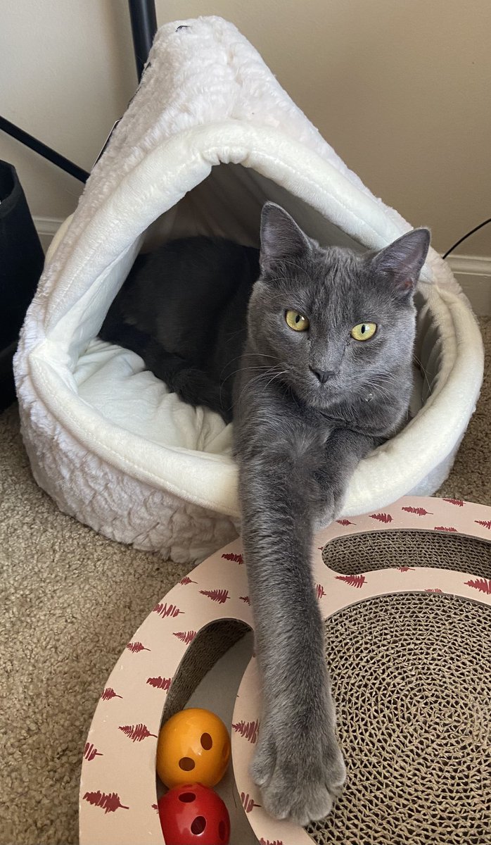 Happy CATurday!!😻🐾🐈‍⬛😻