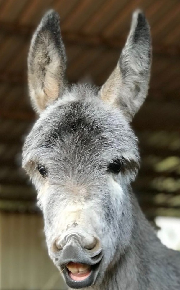 🥰☺️🤗Unwind with a dose of cuteness! These rescued donkeys are sending smiles your way today ☺️🙂😁😉

 #RescueDonkeys #AnimalLove #SpreadSmiles #KindnessMatters #Donkeysanctuary #Donkeycharity