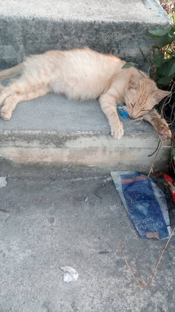 yaracalcagno's tweet photo. Difundo. Soy Magaly del 23 de Enero soy responsable necesito resguardo urgente ayuda para está gatita, está en la calle, a punto de parir, colaboró con comida y en cuanto a los cachorros también soy responsable,otra opción: prestarme un Kennel grande y la resguardo 0412-6116503 https://t.co/XK3UYCBs9O