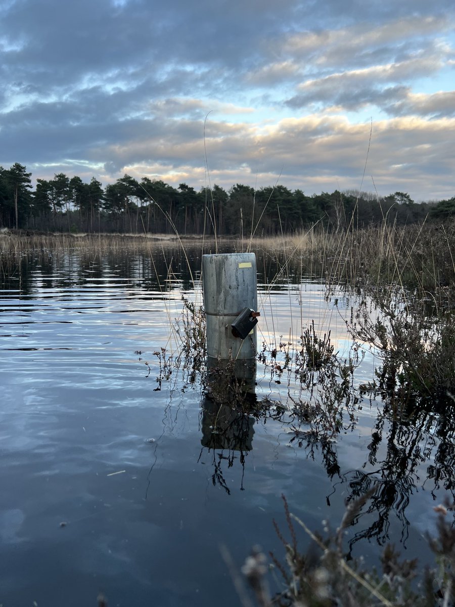 RimbaudLapperre's tweet photo. #Langven #gemeentebest vandaag en de komende tijd “Breedven”. Groet namens 4 bokjes, 6 wilde eenden, 2 kraaien en één hydroloog 😉. #natuurherstel. https://t.co/yY3A25PcF1