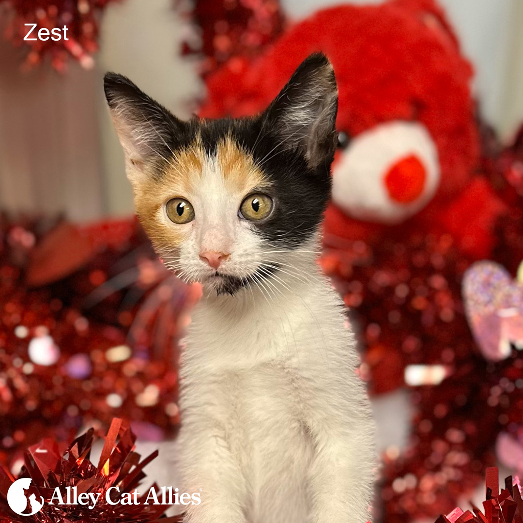 alleycatallies's tweet image. Back in January, this litter of young kittens was abandoned on the side of the road in a crate during a bitter cold snap. Our grant to @_tinypaws covered the costs of their care--and we can't believe how big they are now!