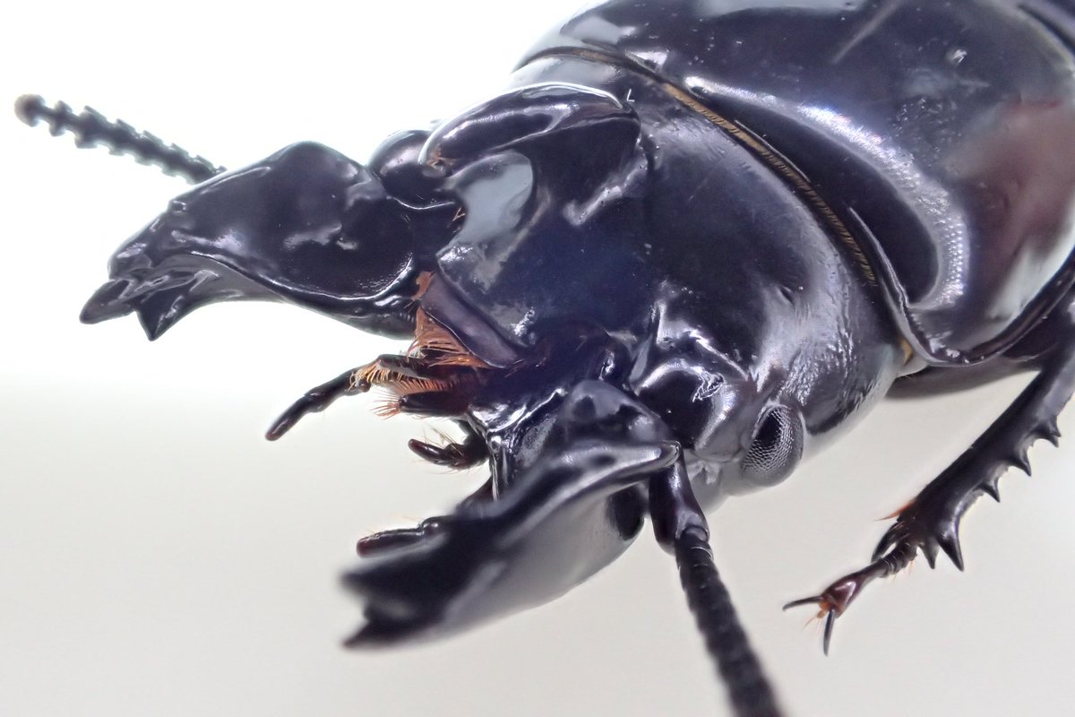 ❁はな MOUNTAIN PRINT SWEATSHIRT - Fuchsia | ZARA United States