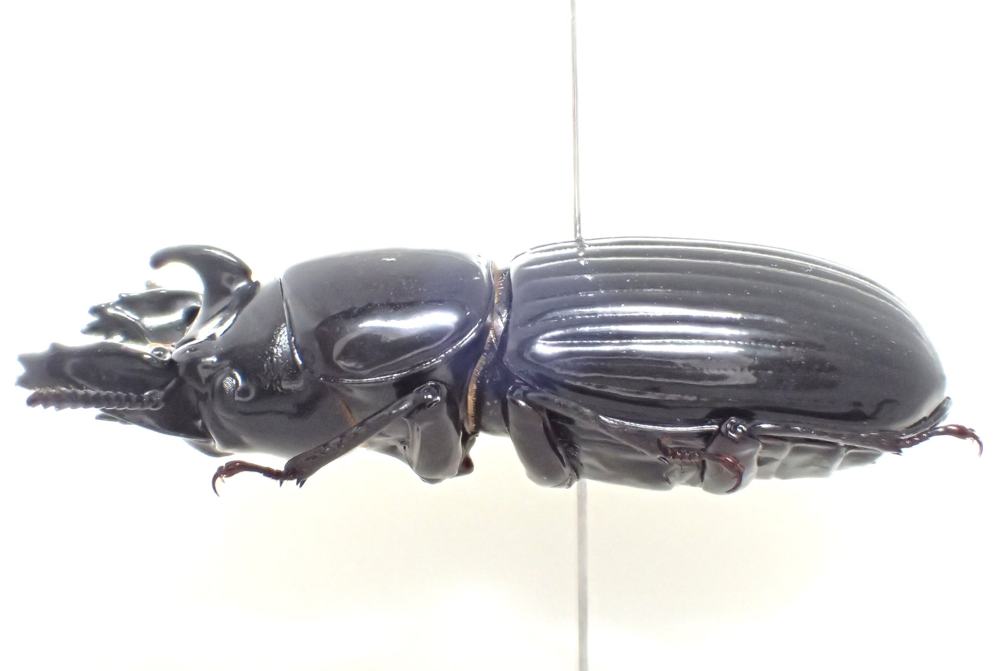 カザリツノクワガタ　Dendezia renieri 30mm特大 カザリツノクワガタ Dendezia renieri 30mm特大 カザリツノ