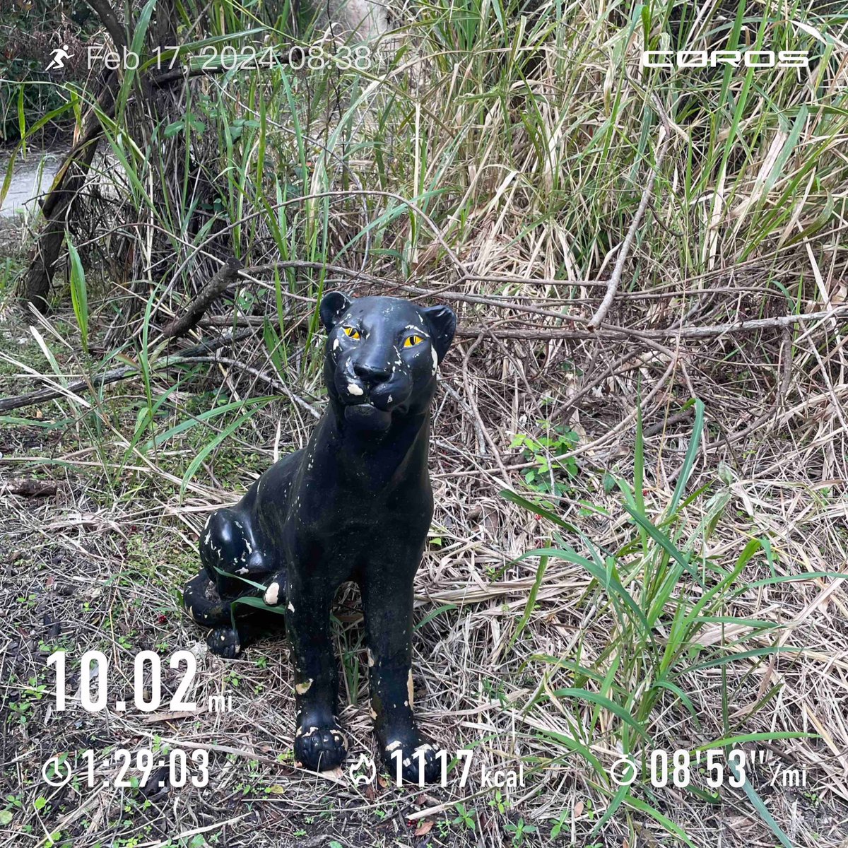 I love the fun and unique things you find on your trail runs. 😂 #trailrun #ultratraining #running