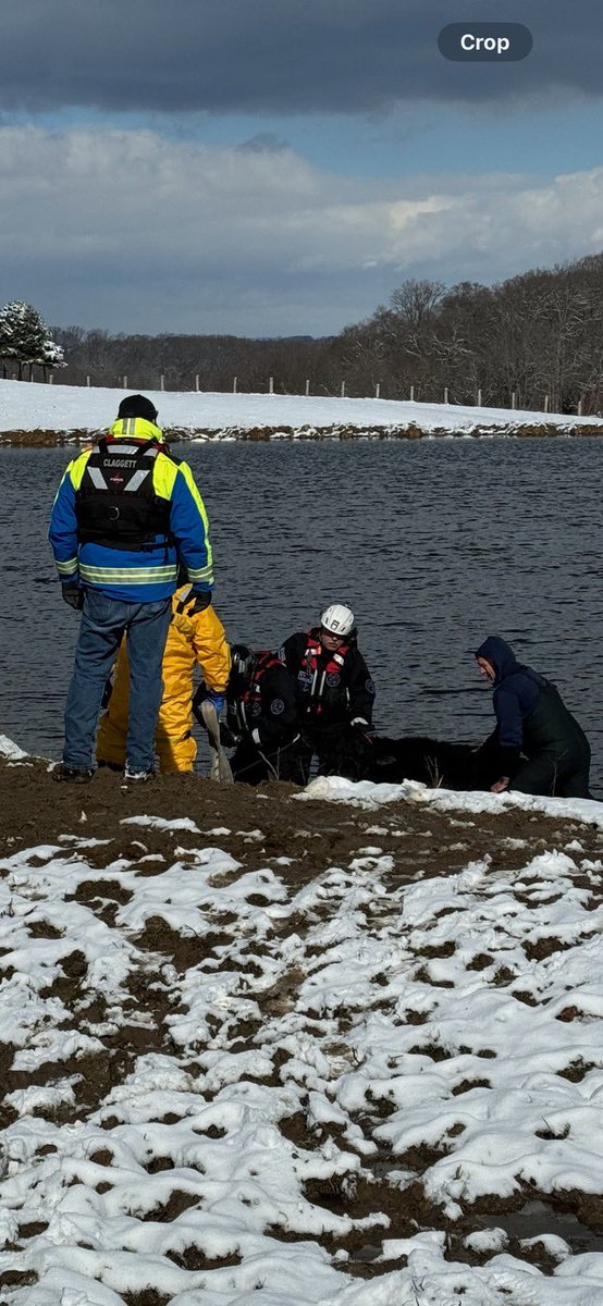 HarforCoFireEMS's tweet photo. Volunteer Firefighters from @LevelVfc, Volunteer Swift Water Rescue Team, &amp; @HarfordCoDES Special Operations Team are on scene of a cow that is stuck in a pond in the 3900 block of Rock Run Road, #HavreDeGraceMD. Rescuers are developing a plan to get Betsy safely back on dry land https://t.co/G5aHXfjg3f