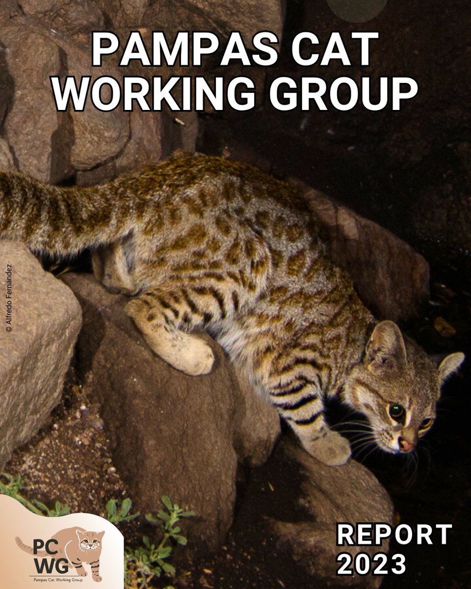 Alvaro García (@alvaro_garcia_o) on Twitter photo Are you curious about efforts to protect Pampas cats in South America? Check out the report by the #PampasCat Working Group. It includes several photos and amazing stories.
Thanks to <a href="/rewild/">Re:wild</a> <a href="/iseccanada/">ISEC Canada</a> <a href="/BigCatRescue/">Big Cat Rescue</a> <a href="/SpeciesFund/">Mohamed bin Zayed Species Conservation Fund</a> 🔗 shorturl.at/qKNX2 Are you curious about efforts to protect Pampas cats in South America? Check out the report by the #PampasCat Working Group. It includes several photos and amazing stories.
Thanks to <a href="/rewild/">Re:wild</a> <a href="/iseccanada/">ISEC Canada</a> <a href="/BigCatRescue/">Big Cat Rescue</a> <a href="/SpeciesFund/">Mohamed bin Zayed Species Conservation Fund</a> 🔗 shorturl.at/qKNX2