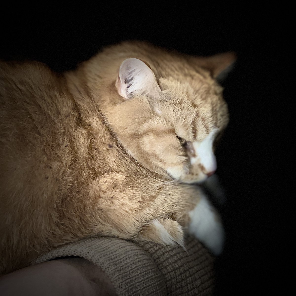 mattiselkala's tweet image. #Caturday kuva sometauon tauon kunniaksi