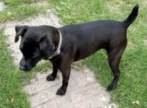 #LOST #DOG HOLLY
Adult #Female #PatterdaleTerrier Black Has slight brown tint to coat Has hazel eyes #Spayed 
#Missing from #Ashwater #Devon #EX21 South West  Wednesday 7th February 2024 
#DogLostUK #Lostdog #ScanMe 

doglost.co.uk/dog/190519