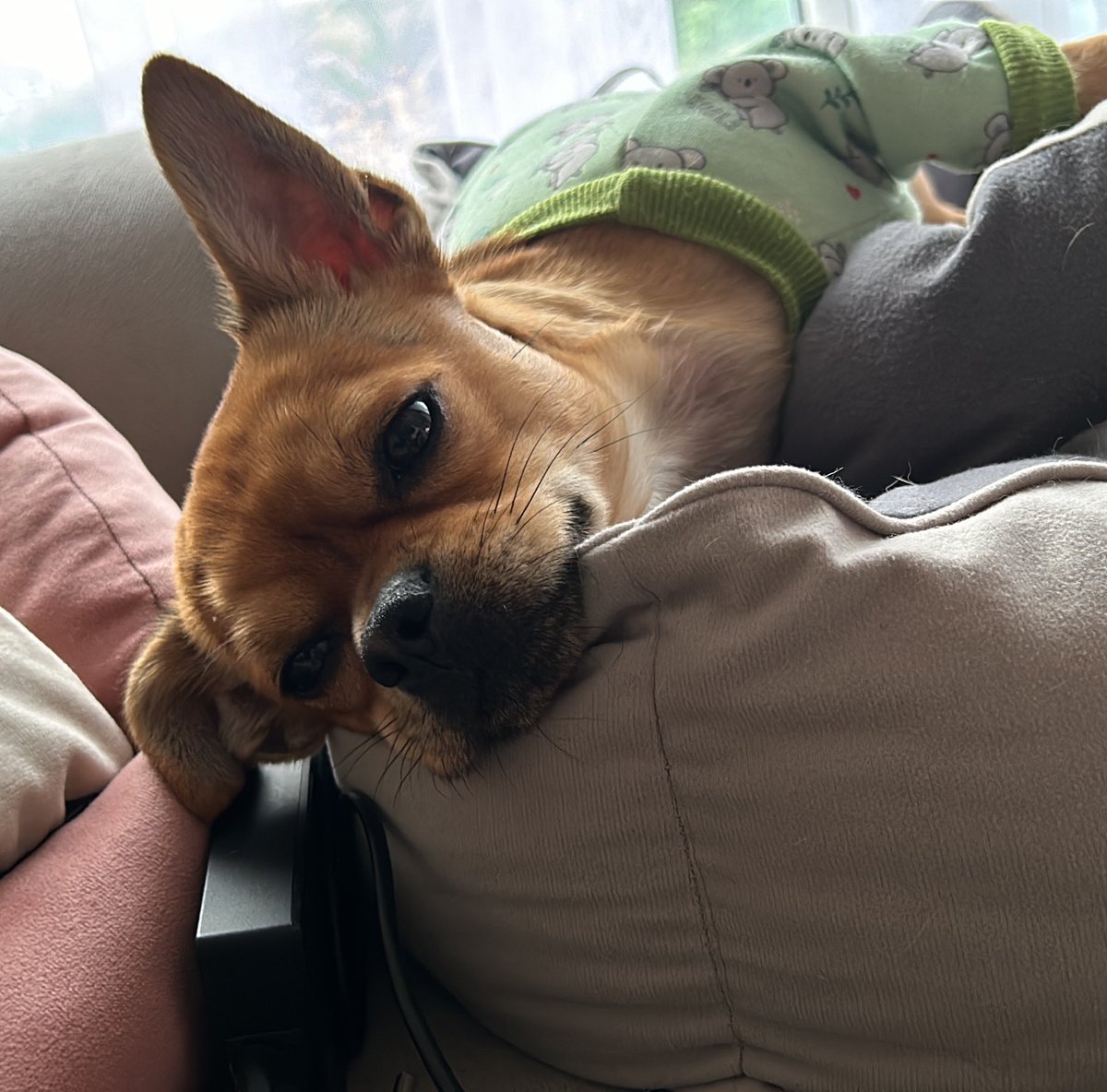 ÖNEMLİ-bilgi, destek

Oxyi 1 yasında sahiplendik ortalama 6 aydır bizimle. 1 ay önce 1-2 dakikalık bir öksürük nöbeti geçirmesi nedeniyle veterinere gittik. Akciğer ve kalbinde ödem tespit edildi. Yavaş yeme kabına geçildi, Antibiyotik, asist, ödem attırıcı iğneler vs bir çok yol