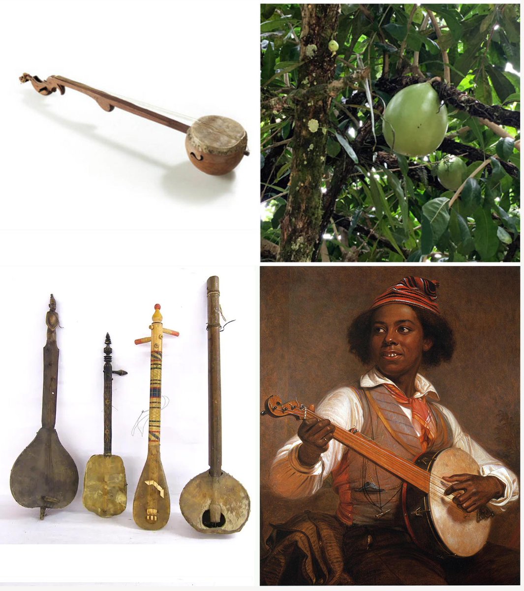 Banjos brought by Africans, observed throughout #Caribbean in 17th Century. First recorded c1687 in #Jamaica. Recent controversy over Beyoncé making “Country” music needs a reminder of where most modern styles originated.
music.si.edu/spotlight/banj….