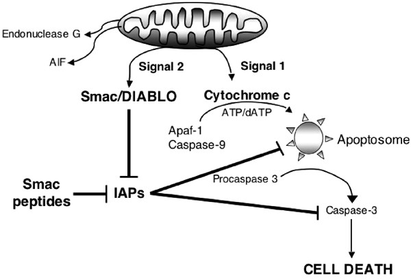 biotinucm's tweet photo. 6. SMAC/DIABLO 👿| Desencadena la apoptosis liberando las caspasas, enzimas clave en la muerte celular programada. Su acción antagoniza a las proteínas IAP (inhibidores de las apoptosis), permitiendo la eliminación controlada de células dañadas o no deseadas. https://t.co/QTFGDxtRpT