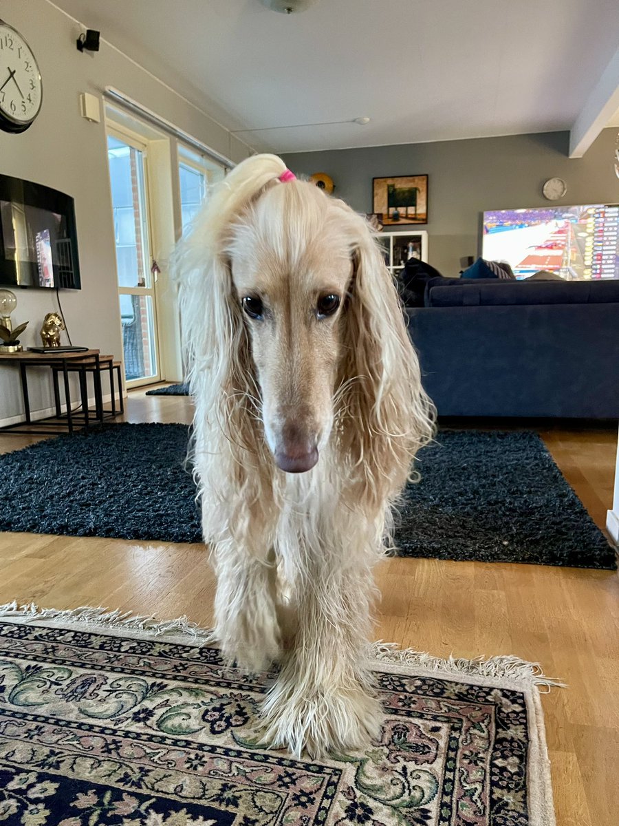 LegolasHound's tweet image. I had a bath today, but it is ok because the sun is shining. 🛁☀️ #DogsOnTwitter #dogsoftwitter #dogtwitter