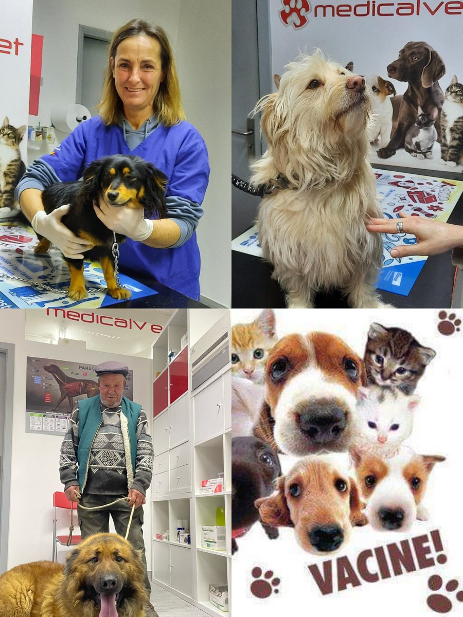 Medicalvet Fundão (@medicalvet15) on Twitter photo 