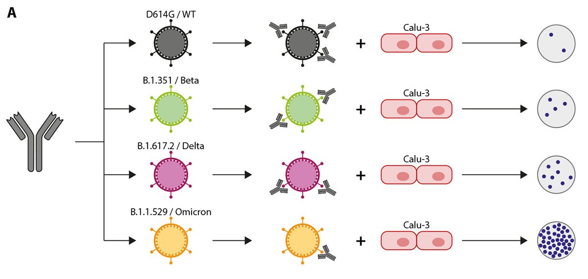 Vaccines produce robust #Tcell immunity against #SARSCoV2 variants. Neutralizing #antibodies were lowest against #Omicron but can be partially restored with #booster vaccination. 

Learn more in the 2022 paper: scim.ag/5Uj #WeekendReads