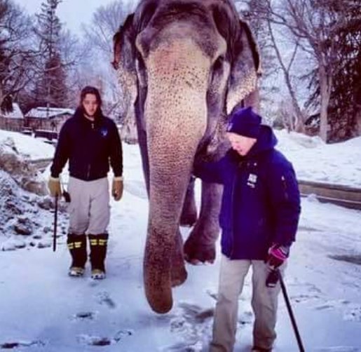 JulieKi53713414's tweet image. 🇨🇦🐘🌡️🥶💔😭

Edmonton Alberta Canada today Saturday Feb17/24, for poor precious Lucy IMPRISONED TORTURED ABU$ED NEGLECTED DRUGGED in #yegzoo with psycho-pharmaceutical sedatives since 1977 for Unknown MILLION$-to make the 🌎 &apos;think&apos; all is well #brainwashing #ElephantAbuse 🤑