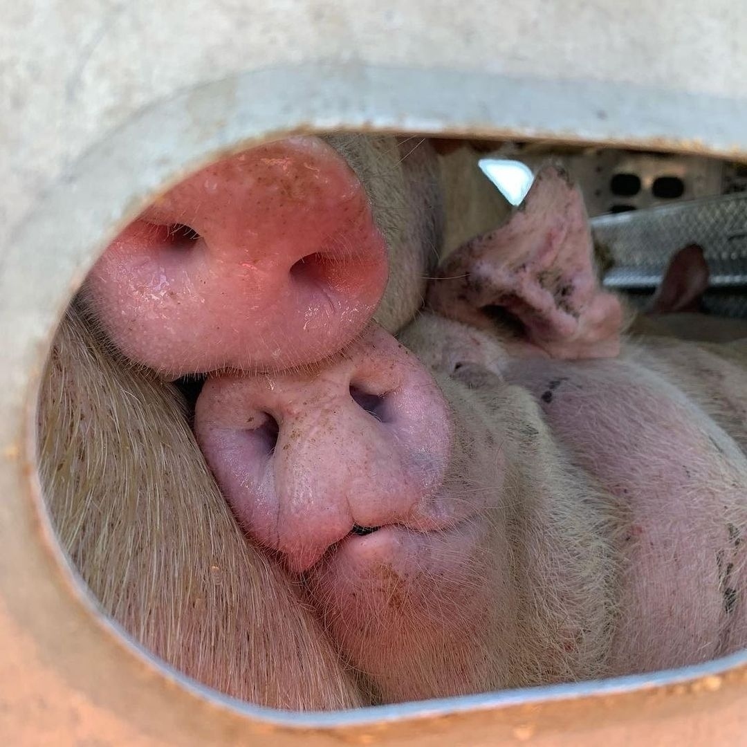 RathboneKim's tweet image. Comforting each other in their final moments... Don't be #Pignorant go plant based, join the Pigoneers and help support the 100 pigs @BTWsanctuary who were rescued from this fate. Join for as little as £2.50/$3.50 a month...Protect the innocent⬇️
globalvegancrowdfunder.org/pigoneer-2000-…