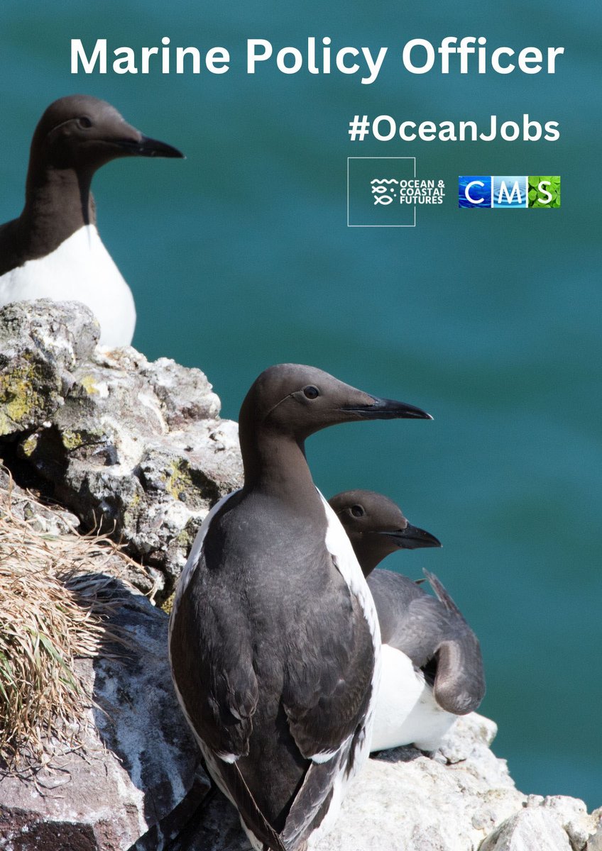 New job opportunity: Marine Policy Officer - RSPB ▪️Salary: ~£31-33k ▪️Location: Scotland ▪️Closes: 23:59 (GMT), 26 February ▪️Full details here 👉 cmscoms.com/?p=37875 Sign up for our CMS/OCF #OceanJobs alerts here 👉 bit.ly/3MiyV7i #marinejobs #environmentjobs