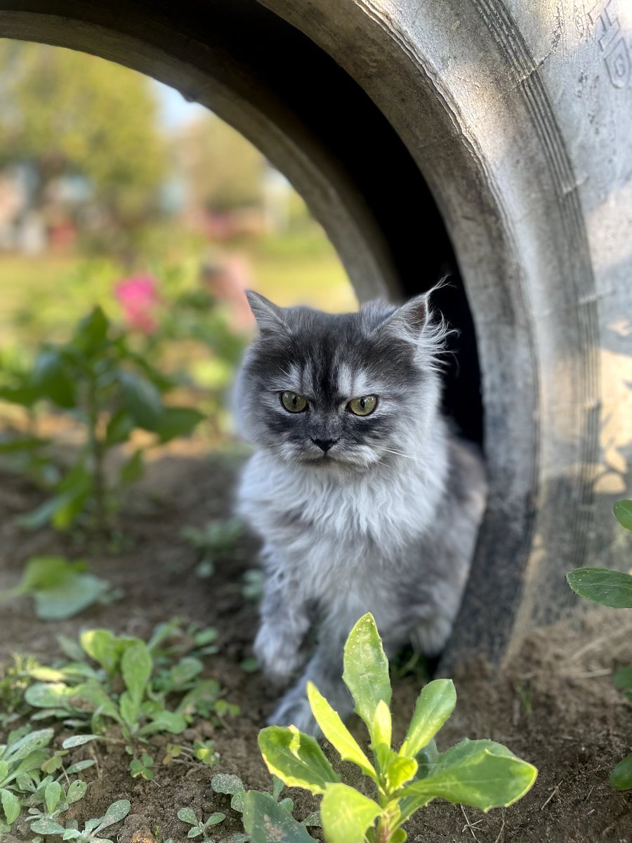 Meows r the Purrrr-fect kind of  love to ever ask for 💗