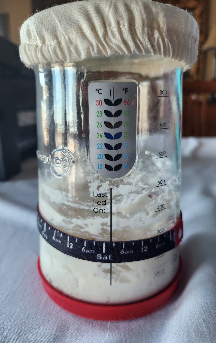 Treizlou's tweet image. Received my sourdough starter package from Kensington Sourdough and started the process this morning.  Can't wait to try something new! #sourdough #bakingbread