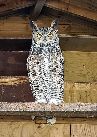 Today we would like to wish Venetia, one of our Great Horned Owls, a very happy 13th birthday. 🦉🎉 A reminder also that today is the last day of our Half Price for Half Term offer on annual membership which can be purchased in person or by calling the Sanctuary. #specialoffer