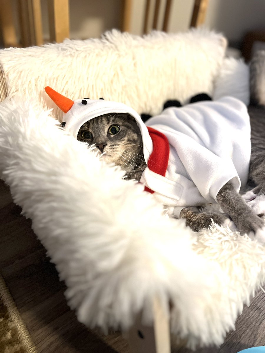 Snowy weekend in - do I board prep or dress my cat as⛄️?? ❄️📚 #balance #GItwitter - in all seriousness, any board review resources/course recs people have found particularly helpful?? Any insight much appreciated. :) Currently using acg questions.