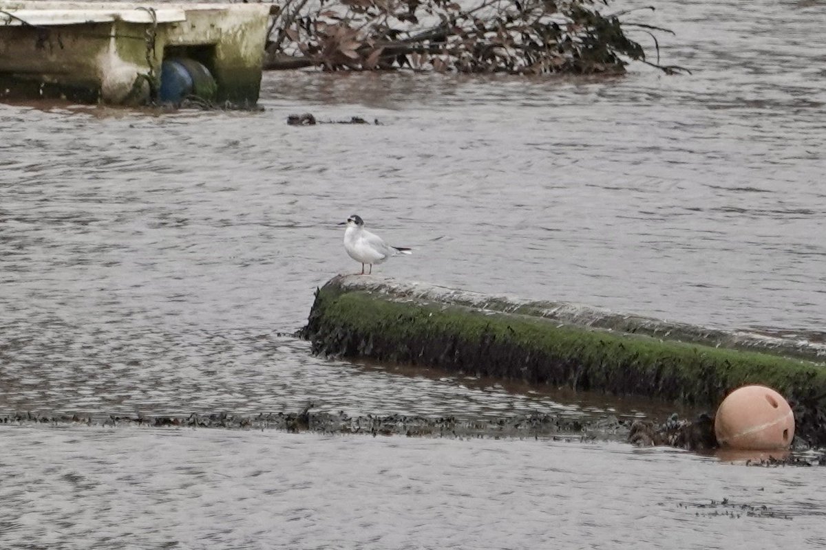 Lots of Siskin (50 or more maybe) in the trees along Shutterton creek, Dawlish Warren. Two more photos of the Little Gull in Cockwood Harbour this morning. It is ringed so hopefully someone might get a much better photo of the number.