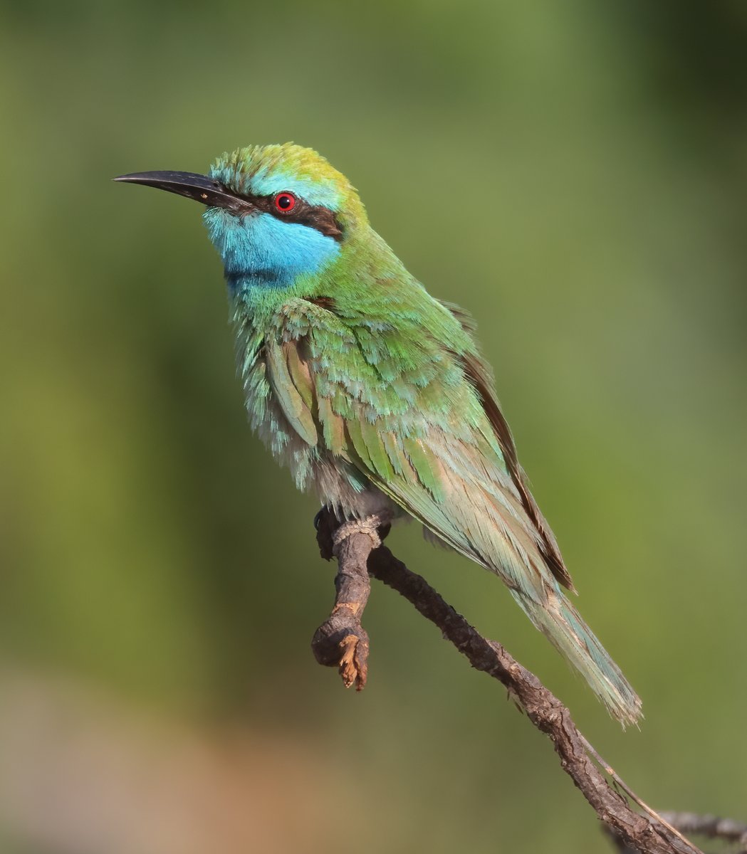 The start of some much-needed winter sun and warmth today in Oman, with our first day spent exploring Muscat. Arabian Green Bee-eater was one of many highlights around the city's parks, suburbs and beaches