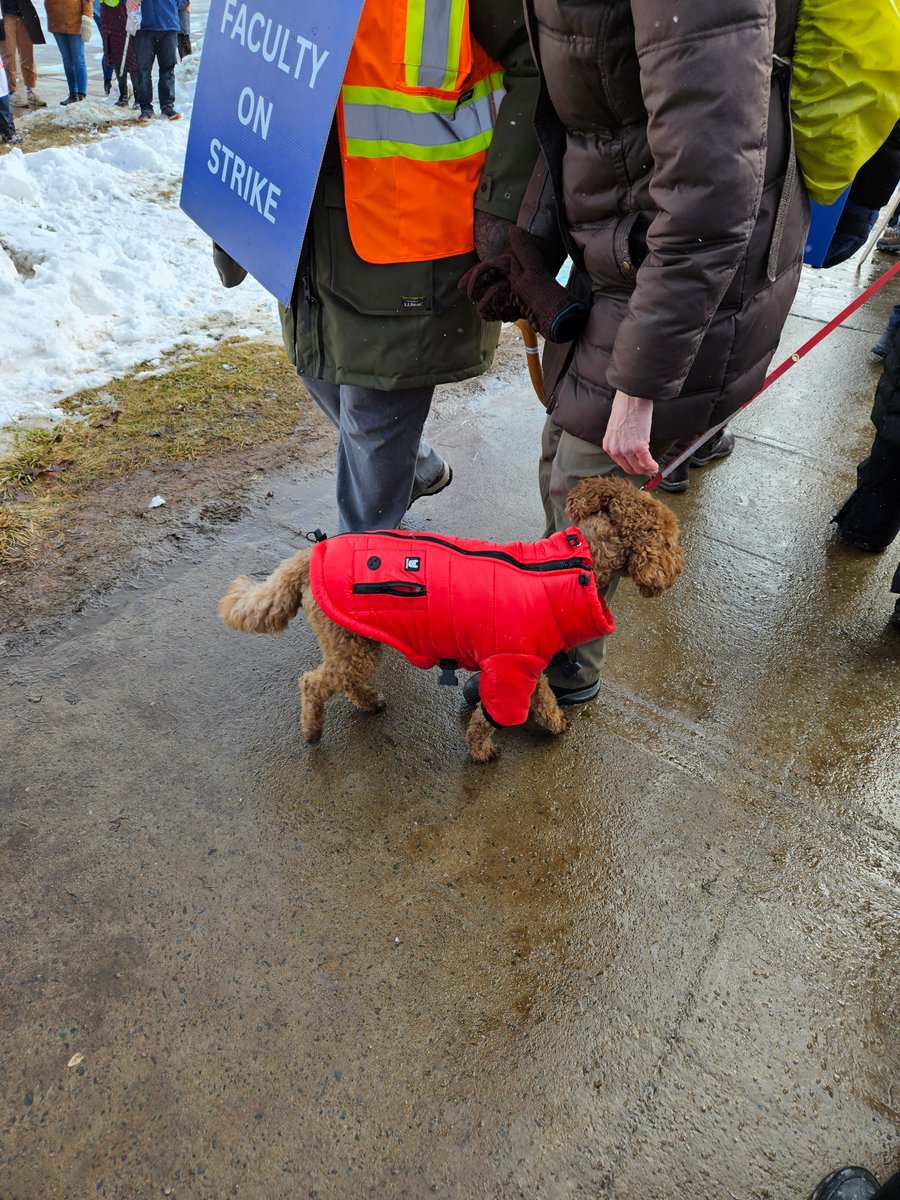 ANSUT_Tweets's tweet photo. A round of a-paws for #StrikeDogs of @msvufa strike rally, starring Roxie, Flash & ???. Apologies to any puppers I missed. #supportMSVUFA https://t.co/gtM9olnMfl